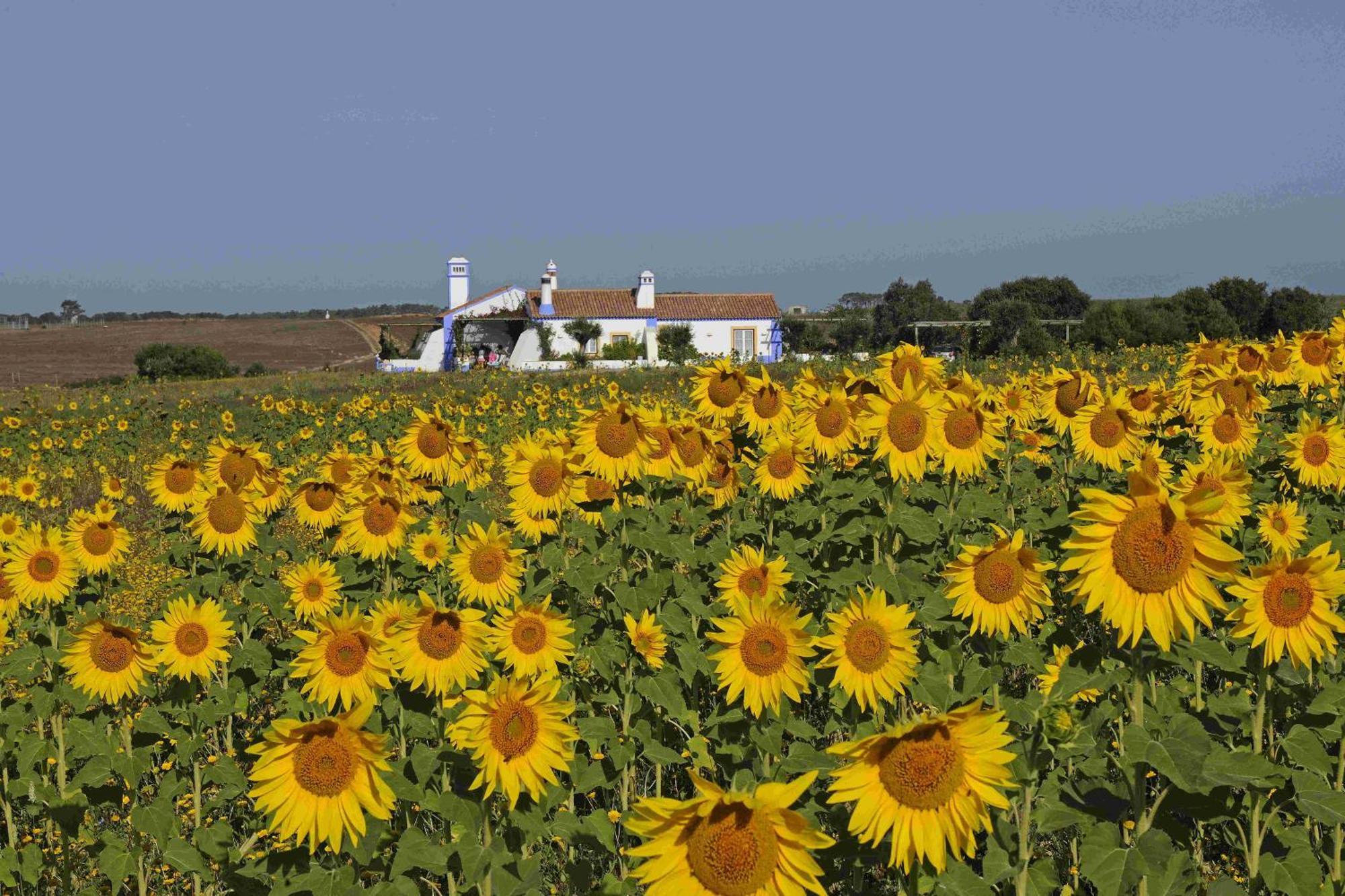Herdade Do Touril Formia Dış mekan fotoğraf